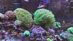 Euphyllia - druif koraal - Paars met groen/geel, Dieren en Toebehoren, Overige typen, Zoutwatervis