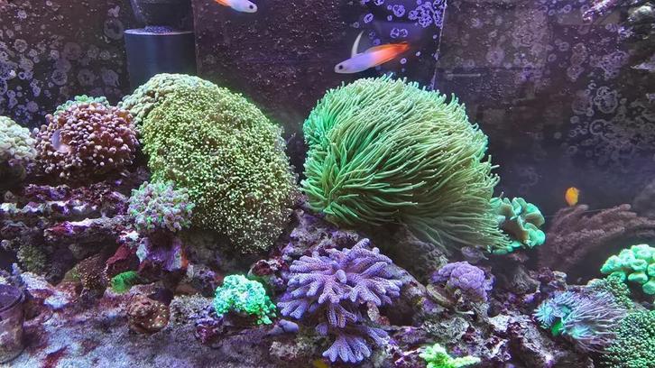 Euphyllia - druif koraal - Paars met groen/geel, Dieren en Toebehoren, Vissen | Aquariumvissen, Zoutwatervis, Overige typen