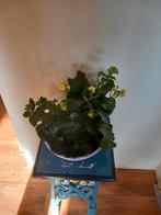 Gele Kalanchoe, Ophalen, Cactus, Volle zon, Minder dan 100 cm