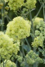 Thalictrum flavum (poelruit) crème-geel vaste plant, Overige soorten, Vaste plant, Ophalen of Verzenden, Halfschaduw