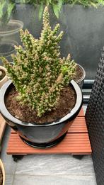 Cactus plant met pot €8, Ophalen, Cactus, Minder dan 100 cm