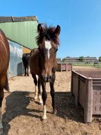 Lieve jaarling New Forest hengst, Dieren en Toebehoren, Pony's, Niet van toepassing, 0 tot 2 jaar, Hengst, Recreatiepony