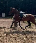 Net 4 jarige dressuur merrie, Merrie, Gechipt, Dressuurpaard, 3 tot 6 jaar