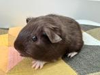 Lief beertje Noah, Dieren en Toebehoren, Knaagdieren, Augustus, Mannelijk, Cavia