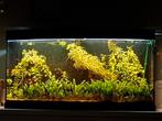 JUWEL  aquarium, Dieren en Toebehoren, Vissen | Aquaria en Toebehoren, Ophalen of Verzenden, Gebruikt, Gevuld zoetwateraquarium
