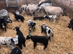 Lammeren / ooien Nederlands bont schaap en swifer, Meerdere dieren, Schaap