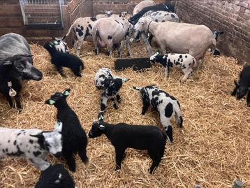 Lammeren / ooien Nederlands bont schaap en swifer  beschikbaar voor biedingen