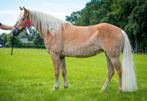 Haflinger (fok)merrie te koop, Dieren en Toebehoren, Paarden, Merrie