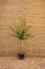 Halfstam fruitbomen, Lente, Overige soorten, Volle zon, In pot