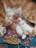 4 leuke kittens, Meerdere dieren
