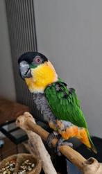 SUPER Tamme Zwartkop Caique Man, Dieren en Toebehoren, Vogels | Parkieten en Papegaaien, Mannelijk, Papegaai, Pratend