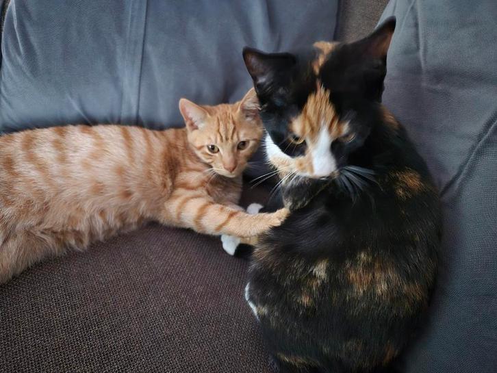2 kittens, Dieren en Toebehoren, Katten en Kittens | Overige Katten
