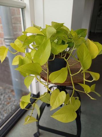Philodendron Lemon Lime - stekjes beschikbaar voor biedingen