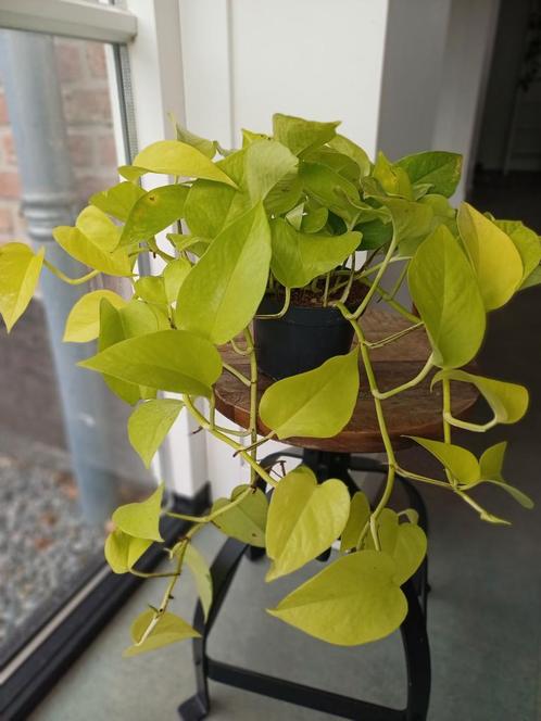 Philodendron Lemon Lime - stekjes, Huis en Inrichting, Kamerplanten, Overige soorten, Minder dan 100 cm, Groene kamerplant, Halfschaduw
