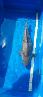 Soragoi, Dieren en Toebehoren, Karper of Koi