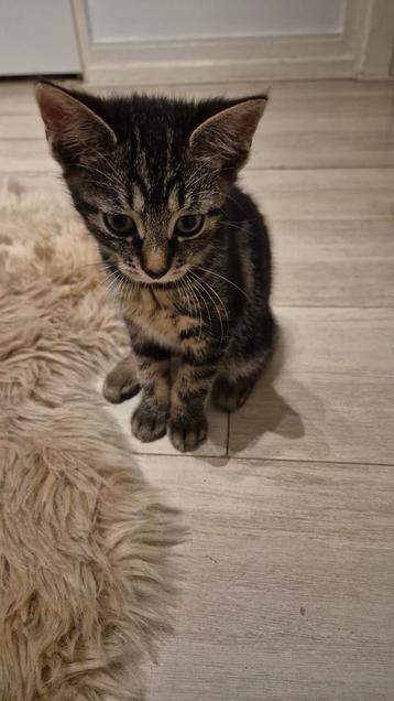 2 kittens beide meisjes beschikbaar voor biedingen