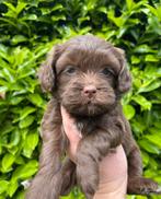 Boomer, Boompoo pups, boomer x toy poedel, Nederland, Overige rassen, CDV (hondenziekte), 8 tot 15 weken