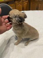 chihuahua pups zeer mooie t.cup & mini kleintjes raszuiver !, Dieren en Toebehoren, Rabiës (hondsdolheid), 15 weken tot 1 jaar