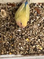 Agapornis ( kleine papegaai ), Dieren en Toebehoren, Vogels | Parkieten en Papegaaien, Mannelijk, Dwergpapegaai of Agapornis, Tam