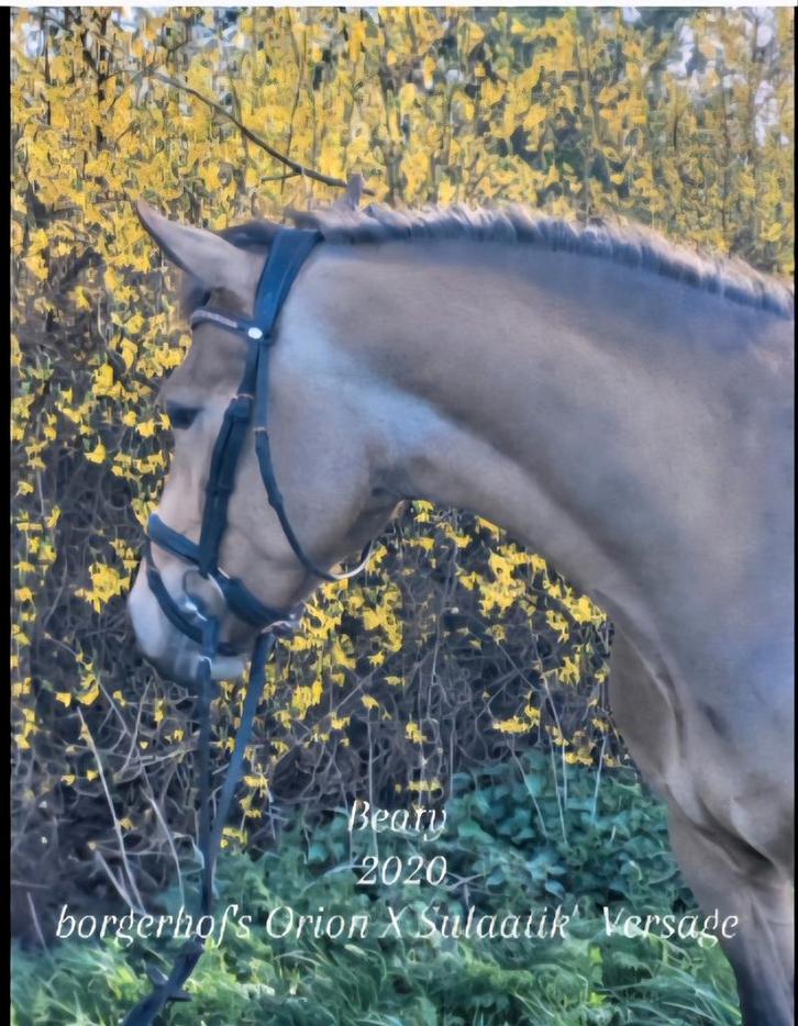 Gave valk merrie, Borgershof's Orion x Sulaatik's Versage, Dieren en Toebehoren, Paarden, Merrie