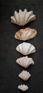Antieke Doopvont Schelpen Collectie - 6 Stuks, Ophalen, Gebruikt