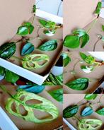 Stekjesbox Specials variegata, Huis en Inrichting, Kamerplanten, Ophalen, Overige soorten, Minder dan 100 cm