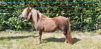Stamboek 1ste premie kroon mini shetlander merrie, Dieren en Toebehoren, Pony's, Merrie, A pony (tot 1.17m), 11 jaar of ouder