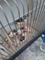 T.k 2 mooie br koppels harlekijn kanaries 2025/24, Dieren en Toebehoren, Meerdere dieren, Kleurkanarie