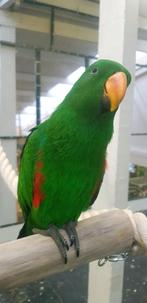 Edel | Baby | Papegaaien, Meerdere dieren, Papegaai, Pratend