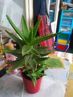 Aloe Mitriformis, Huis en Inrichting, Kamerplanten, Ophalen, Overige soorten, Halfschaduw, In pot