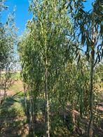 Mooie kronkelwilg nu 50 procent korting, Tuin en Terras, Bloeit niet, Overige soorten, 250 tot 400 cm, Ophalen