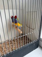 3 Gouldamandines mannen, Mannelijk, Tropenvogel