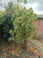 Mooie hazelaar kronkelboom kronkelhazelaar te koop, Tuin en Terras, Ophalen, Volle zon, Bolboom, 100 tot 250 cm