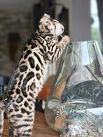 Bengaalse kitten, 11 weken. Nog 1 bruin poesje., Dieren en Toebehoren, Poes, Gechipt, 0 tot 2 jaar