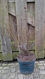 Magnolia Susan 60/70cm Beverboom Tulpenboom, Ophalen, Overige soorten, Struik, Minder dan 100 cm