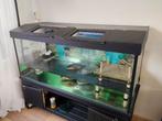 Schildpadden met verblijf, Dieren en Toebehoren, Ophalen of Verzenden, Zo goed als nieuw, Leeg aquarium