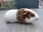 Jonge cavia zeugjes, Juni, Vrouwelijk, Cavia