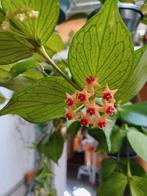 Hoya stekjes! Nickelsoniae, Globulosa, Rotundiflora en meer, Ophalen of Verzenden, Overige soorten, Minder dan 100 cm