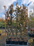 Fagus sylvatica 'Dawyck Purple' Zuilboom rode beuk zuil, Tuin en Terras, Planten | Bomen, Bloeit niet, Ophalen of Verzenden, 100 tot 250 cm