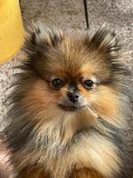 Exclusieve Bear Face Pomeriaan Teef FCI Stamboom hoge prijs, Dieren en Toebehoren, 15 weken tot 1 jaar, Teef, Eén hond, Nederland