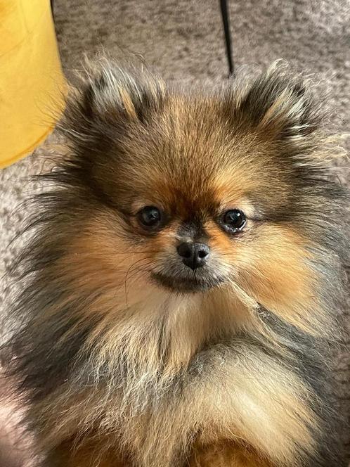 Exclusieve Bear Face Pomeriaan Teef FCI Stamboom hoge prijs, Dieren en Toebehoren, Honden | Poolhonden, Keeshonden en Oertypen