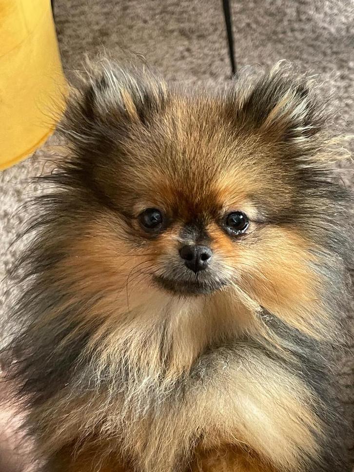 Exclusieve Bear Face Pomeriaan Teef FCI Stamboom hoge prijs, Dieren en Toebehoren, Honden | Poolhonden, Keeshonden en Oertypen