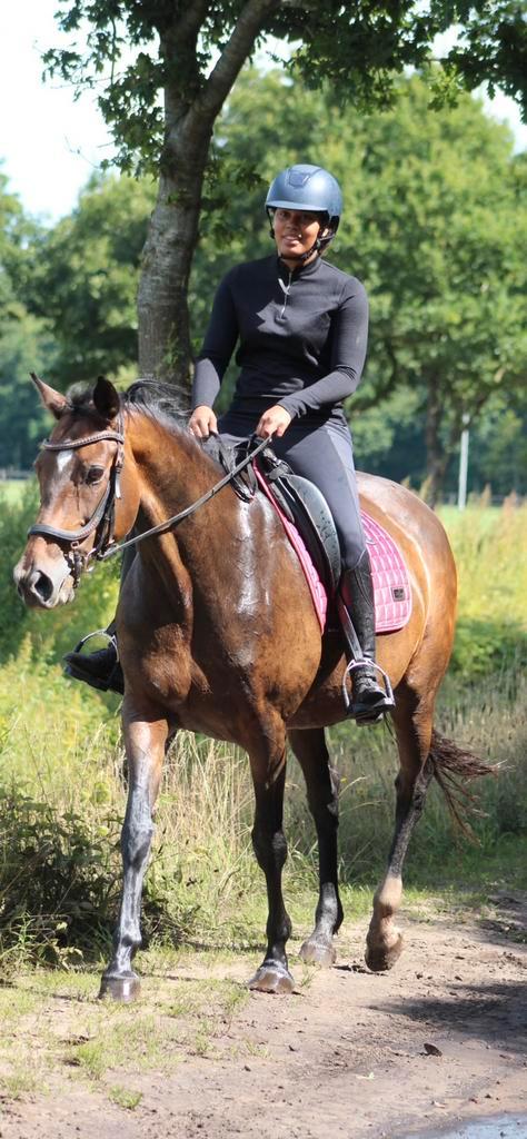 (PROK gekeurde ) merrie!, Dieren en Toebehoren, Paarden, Merrie, L, 160 tot 165 cm, 11 jaar of ouder, Recreatiepaard, Met stamboom