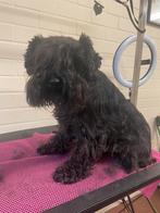 Honden Trimsalon voor uw viervoeter, Diensten en Vakmensen, Trimmen of Verzorging