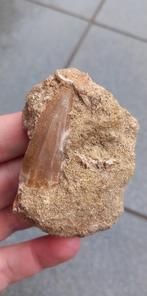 Mosasaurus tand in origineel matrix fossielen dinosaurus., Verzamelen, Ophalen of Verzenden, Fossiel