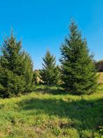 Mooie, vrijstaande kerstboom kerstbomen tot 8 meter hoog, Tuin en Terras, Planten | Bomen, Ophalen of Verzenden, Overige soorten