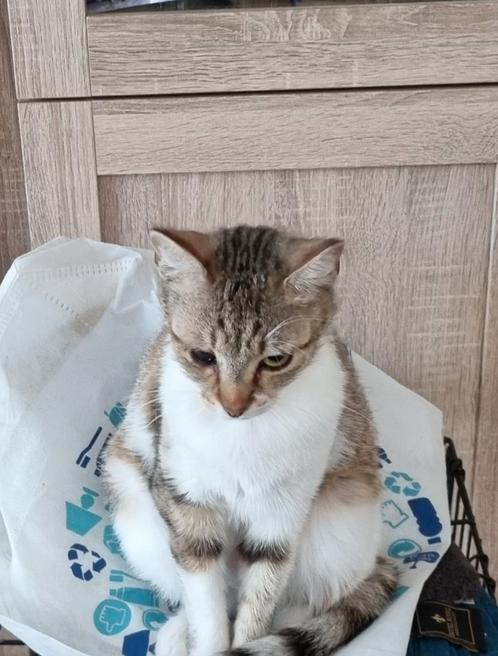 Kato is een super aanhankelijke lieve poes van 2 jaar!, Dieren en Toebehoren, Katten en Kittens | Overige Katten, Kortharig, Poes