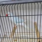 Halsband parkieten, Dieren en Toebehoren, Vogels | Parkieten en Papegaaien, Meerdere dieren, Parkiet, Geringd