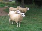 Stamboek Swifter dekramlammeren, Mannelijk, Schaap, 0 tot 2 jaar