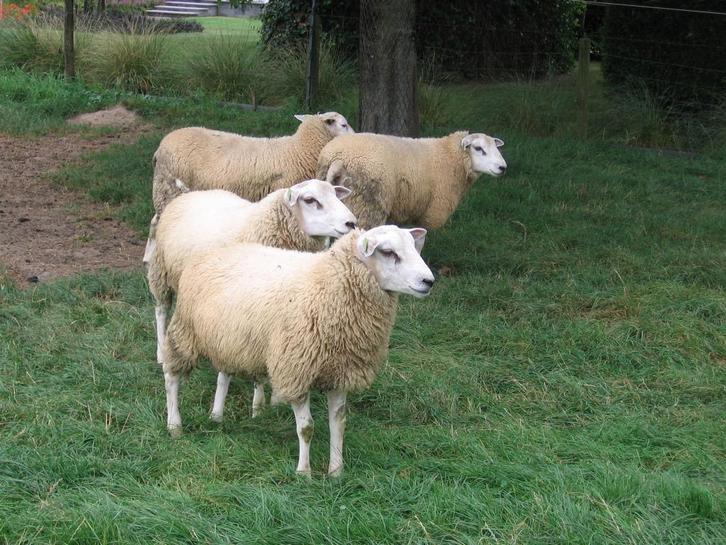 Stamboek Swifter dekramlammeren, Dieren en Toebehoren, Schapen, Geiten en Varkens, Schaap, Mannelijk, 0 tot 2 jaar